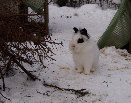 Clara Pensionistin
