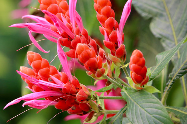 Mediterrane Fauna und Flora