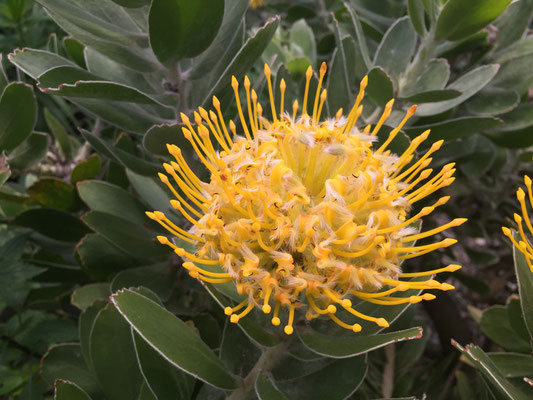 Mediterrane Fauna und Flora