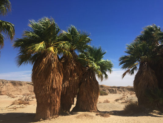 17 Palms, eine Oase mitten in der Wüste.....