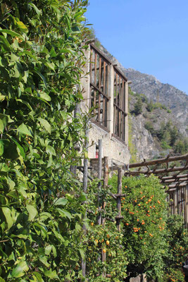 Ein Zitronen-/Orangengarten in Limone