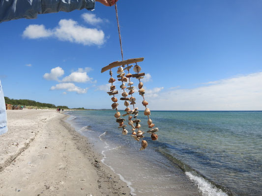 Muschelwindspiel aus Treibholz und echten Naturmuscheln am Meer fotografiert.