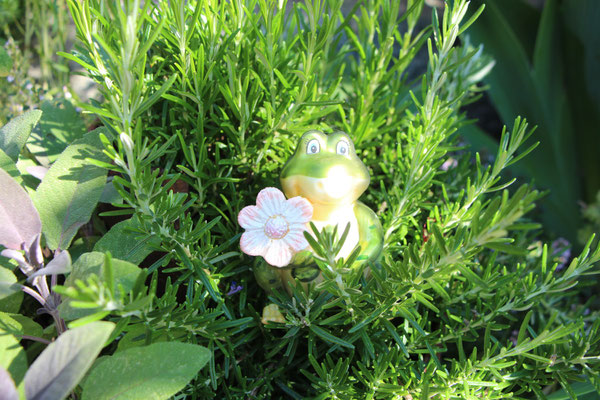 Grüne Glaskröte mit Blüte im Rosmarinstrauch.