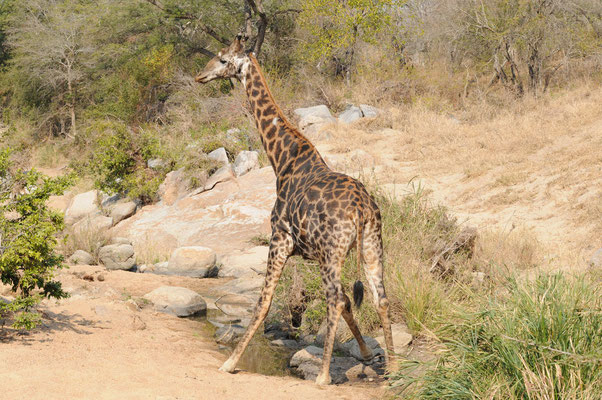 Akrobatik eines alten Giraffenmännchens