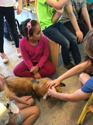 Schulhund Grundschule Zeltinger-Rachtig