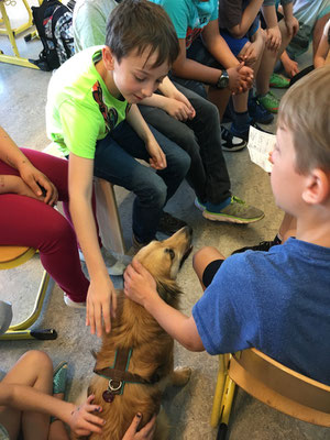 Schulhund Grundschule Zeltinger-Rachtig