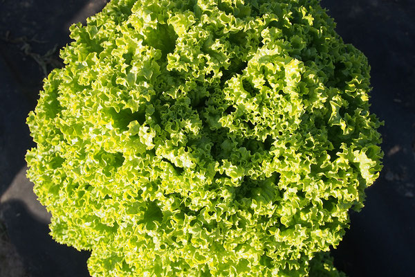 Salate aus eigenem Anbau