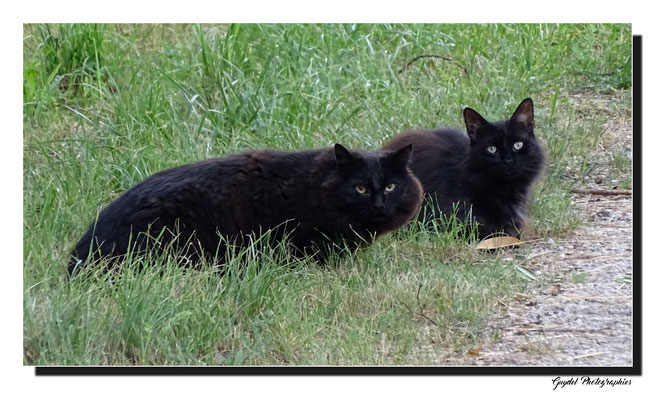 Les Chats Noirs !