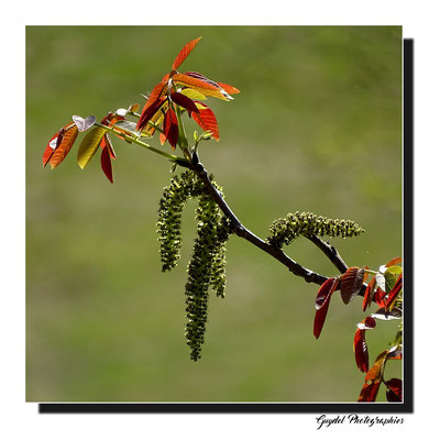 Chatons et jeunes feuilles du Noyer