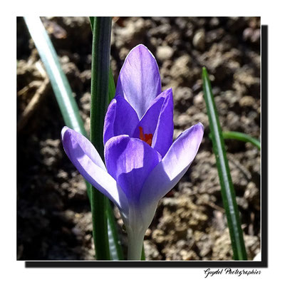 Crocus Bleu