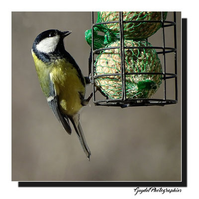 Mésange Charbonnière