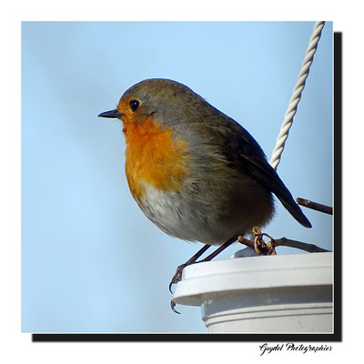 Robin fait l'acrobate !