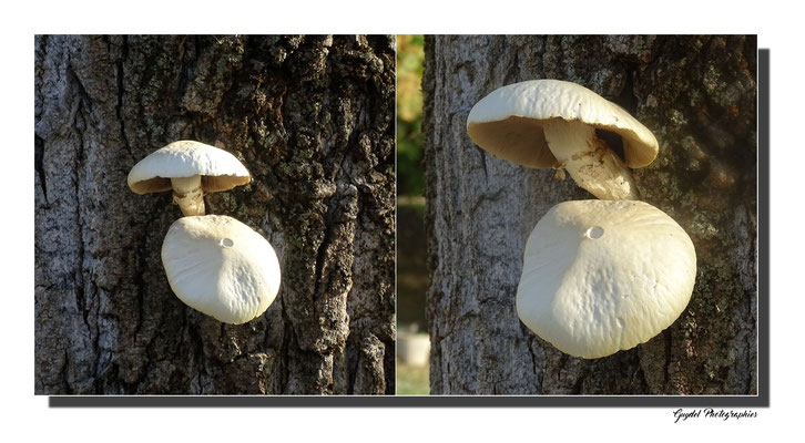 Champignons sur un vieux Peuplier !