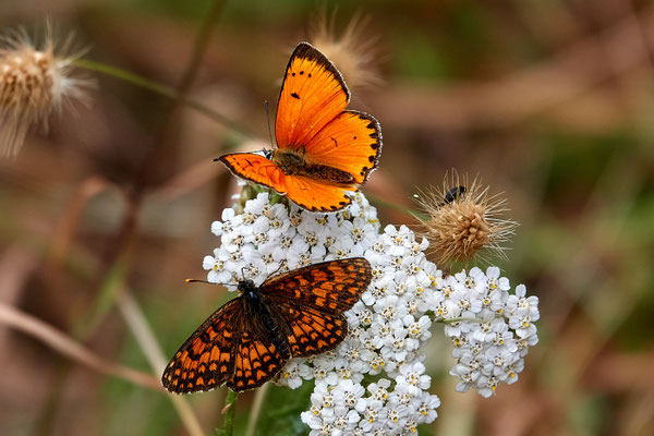 Dukatenfalter, Lycaena virgaureae var. miegii + Wachtelweizen-Scheckenfalter, Melitaea athalia