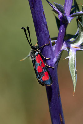 Beilfleck-Widderchen, Zygaena loti
