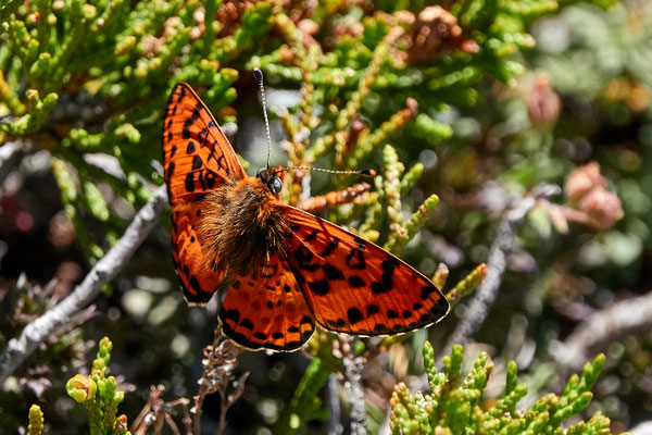 Roter Scheckenfalter, Melitaea didyma var. meridionalis
