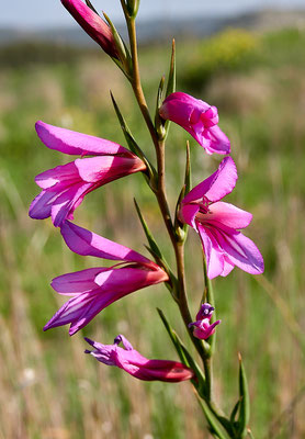 Wilde Gladiole (Gladiolus italicus)