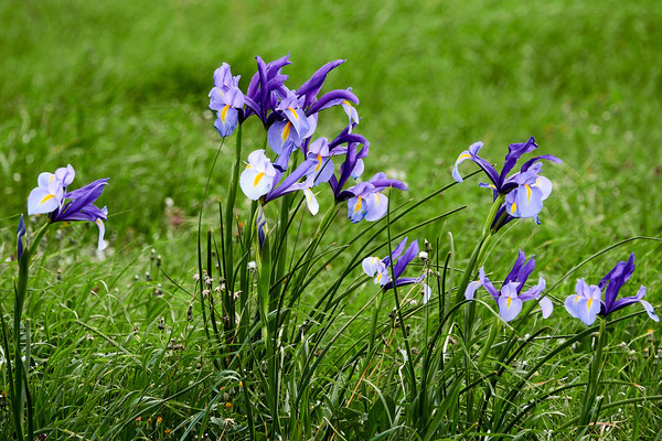 Iris xiphium, Spanische Schwertlilie (Roberto Cabo)