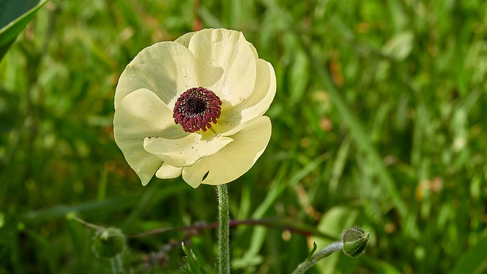 Asiatischer Hahnenfuß (Ranunculus asiaticus)