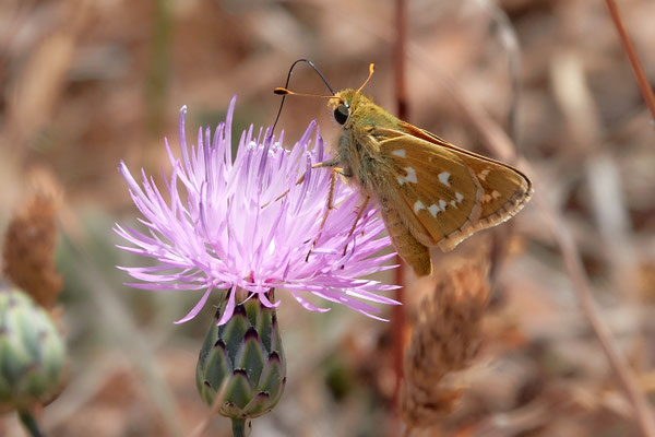 Kommafalter, Hesperia comma