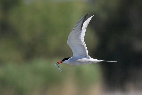 Flussseschwalbe im Ebrodelta (Stefan Leimbach)