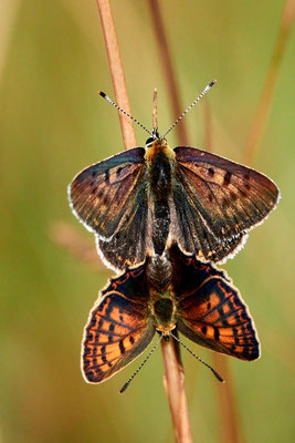 Brauner Feuerfalter, Lycaena tityrus