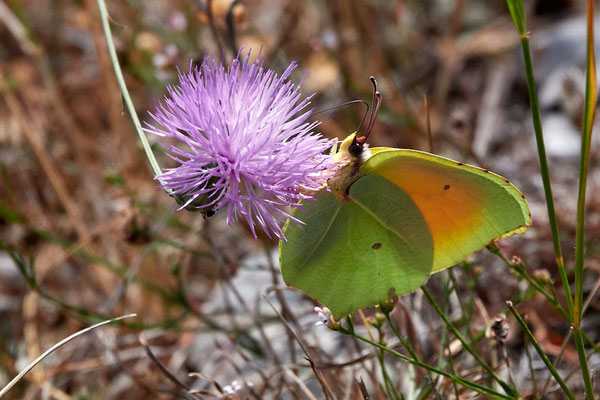 Kleopatra-Falter, Gonepteryx cleopatra; © Roberto Cabo