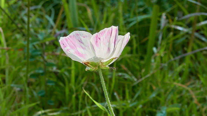 Asiatischer Hahnenfuß (Ranunculus asiaticus)