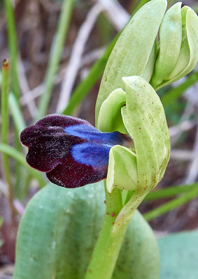 Oprys fusca ssp. iricolor, Regenbogen-Ragwurz