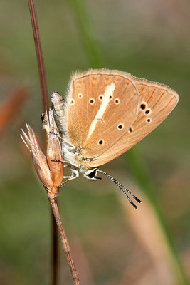 Weißdolchbläuling, Polyommatus damon: © Roberto Cabo