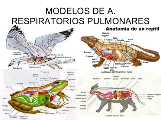 LA RESPIRACIÓN EN LOS ANIMALES Página web de