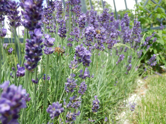 Lavendel