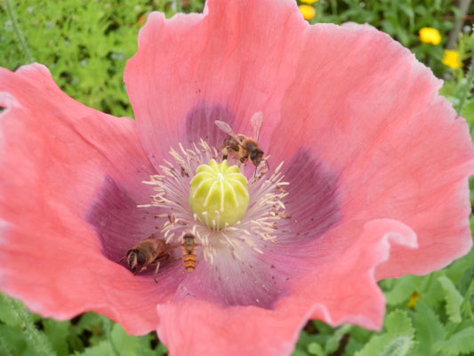 Mohn