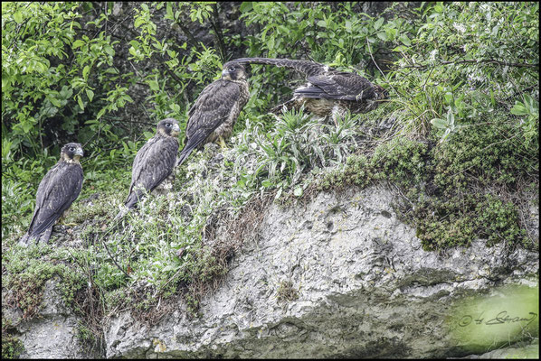 Wanderfalken  (Foto Hubert Schraml)