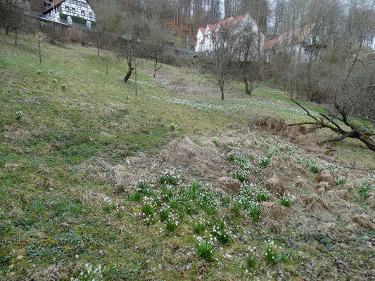 Kantorsgarten zur Blütezeit des Märzenbechers im zeitigen Frühjahr.