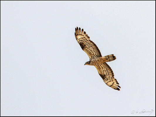 Wespenbussard  (Foto Hubert Schraml)