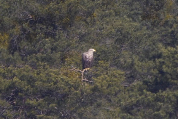 Seeadler