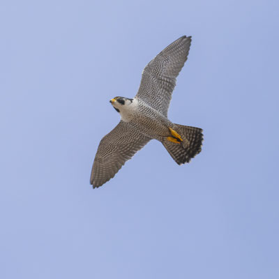 Zach im Flug