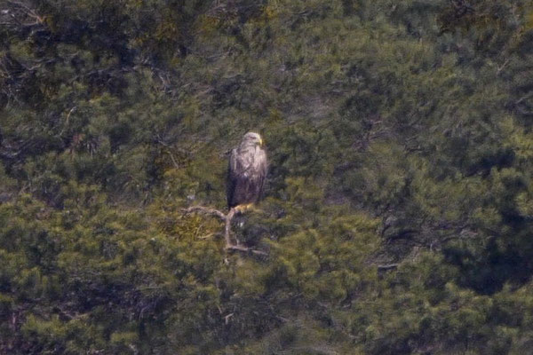 Seeadler