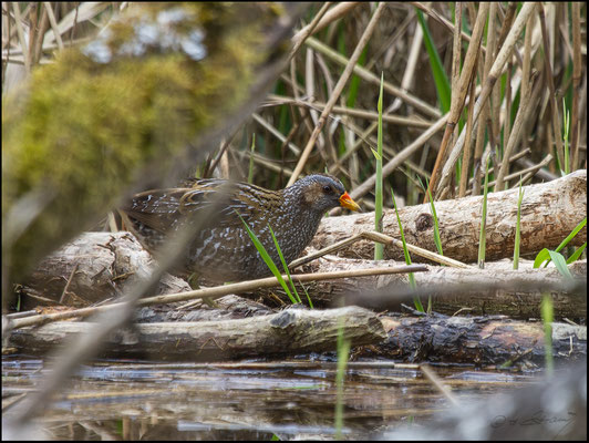 Tüpfelsumpfhuhn im Moor (Foto Hubert Schraml)