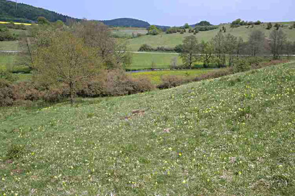 Kalkmagerrasen im Frühling