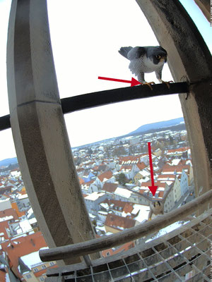 Liesl im Anflug
