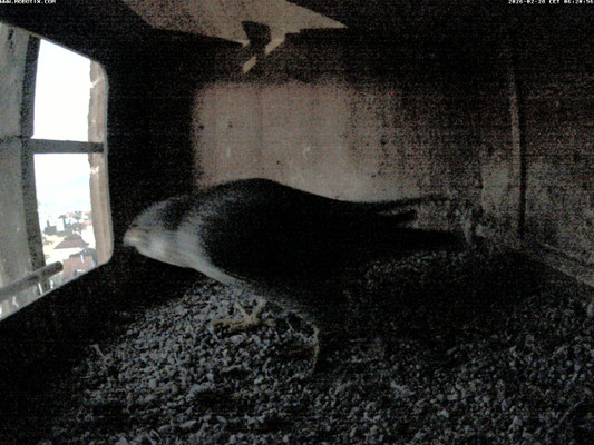 Liesl verlässt nach der täglichen Übernachtung den Kasten