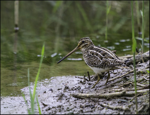 Bekassine im Moor (Foto Hubert Schraml)