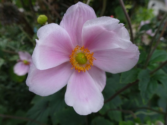 Cosmos