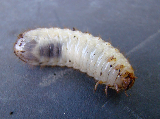 Larve de Cétoine