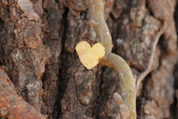 étreindre un arbre recevoir un coeur