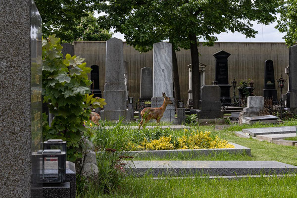 Sieht man selten: Rehe mitten auf dem Friedhof