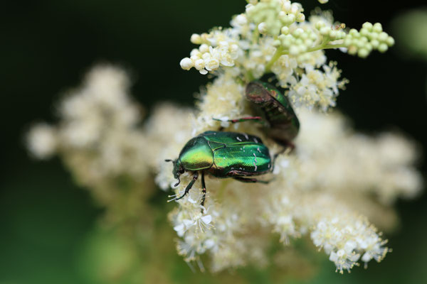 Rosenkäfer