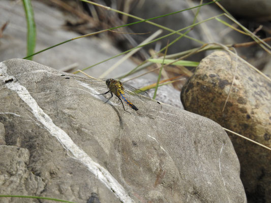 Grosser Blaupfeil Weibchen